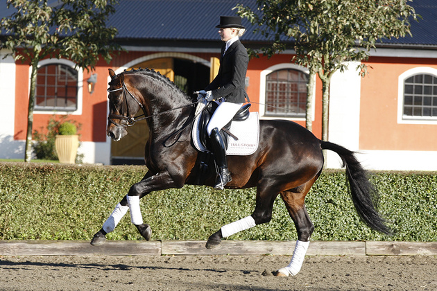 Amp�re von Rousseau aus der Larivola von Flemmingh - Heros | Z�chter: A.T. Rensen, Niederlande