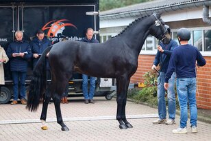 For Dance x F�rst Grandios admitted to Oldenburg licensing